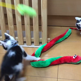 子猫達☺️の画像