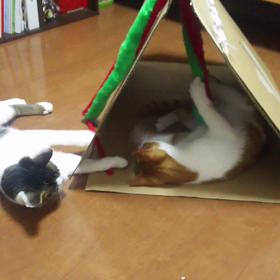 猫 段ボールの画像