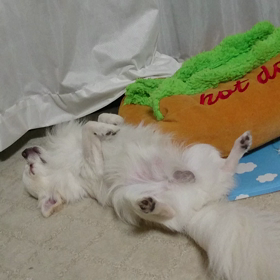 あぢーいんでの画像