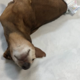 オラフ預かり日記　2月　15歳③ ゴロンゴロンが…の画像