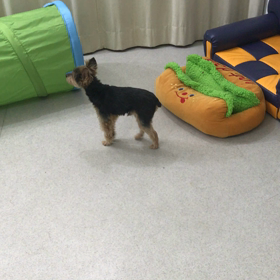 ♪プレイルーム動画♪の画像