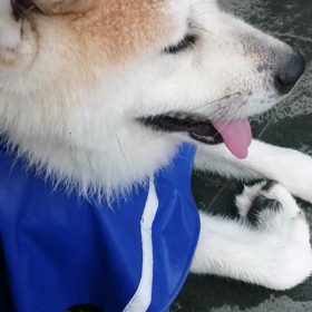散歩に出ようとしたら突然の☔未来丸はもともとヤル気無し。飼い主ワクチン接種で自重気味。結局◯の画像