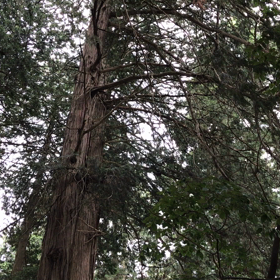 森のヌシの画像