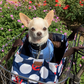中之島バラ園の画像