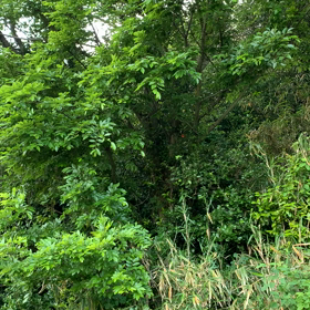 静かに　　見て　　聞いてみての画像