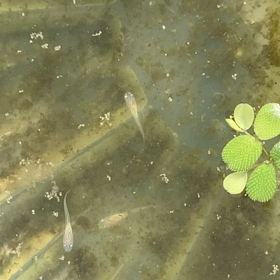 めだかの学校の画像