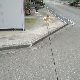 vs  にゃんこの画像