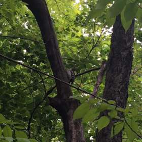 セントラルパークのキツツキの画像