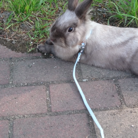 うさんぽの画像
