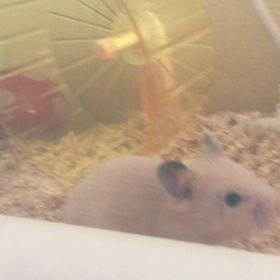 ボニーちゃん、進歩する。の画像