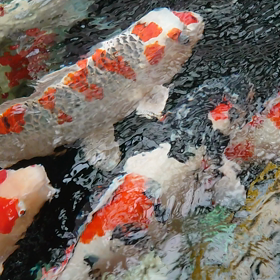 復活か？の画像