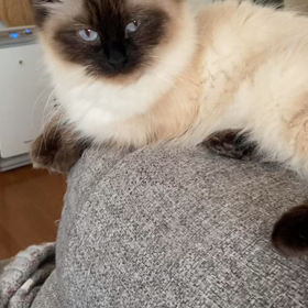 模様替えの画像