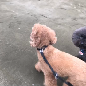 ♪お散歩動画♪お台場海浜公園♪の画像