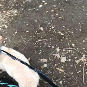 ♪お散歩動画♪代々木公園♪の画像