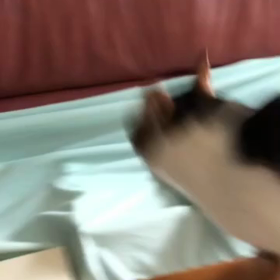 キャットウォークに慣れたデール、頑なにおんぶしない娘。の画像