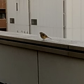 すぎぴたんの事件簿シーズン3　293話（昔のジョウビタキ）の画像