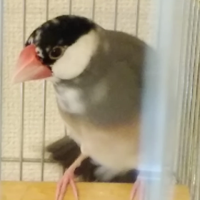 お風呂あがりにブルブルの画像