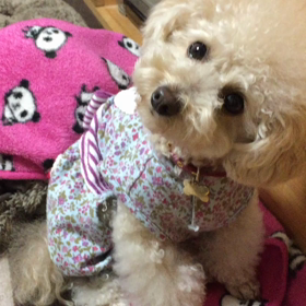 私の愛犬 キャンディの首振りの画像