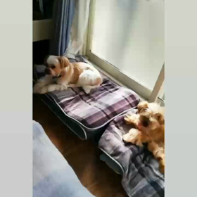 食後のみなさん＊(ᵔᴥᵔ)＊の画像