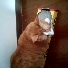 狂暴ですよ☆の画像