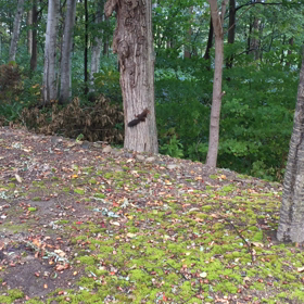 エゾリスさんに再び会えた♪の画像