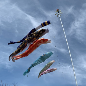 鯉のぼりの画像