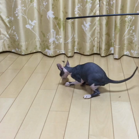 セルフジャラシの画像