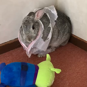 被っちゃった~♡の画像