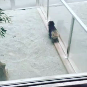 オフタイム衝撃✨コアラが歩くの画像