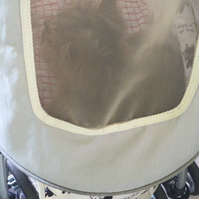 ありがとうタロウの画像