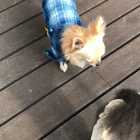 親バカでおやすみなさい〜の画像