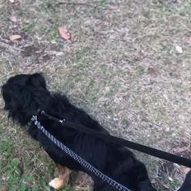 ♪お散歩動画♪代々木公園♪の画像