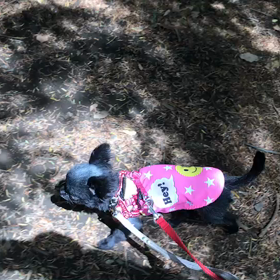 ♪お散歩動画♪代々木公園♪の画像