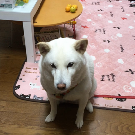 ワニちゃん おネムの画像