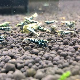 毎度の事の画像