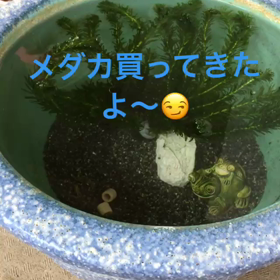 メダカの画像