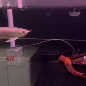 ★スーパーレッドアロワナ！★の画像