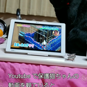 ネコも犬も感情豊かだよの画像