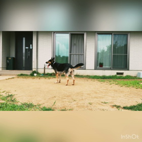 dog training?の画像