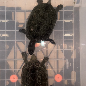 定期検診の画像