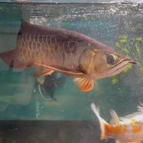 アロワナ近況の画像