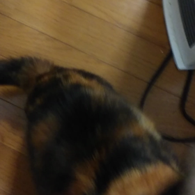 朝からちゅーるなこももさんの画像