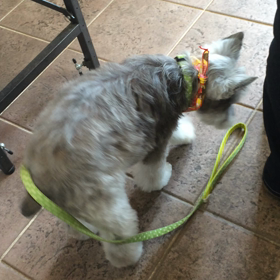 2016/04/06  シュナちゃん頑張ってます✊の画像