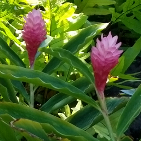 花と対話の画像