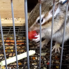 リスにもさくらんぼの画像