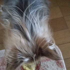 おやつU^ェ^Uの画像