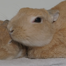 撫でられたいの画像