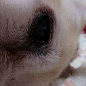 はな眼振の画像