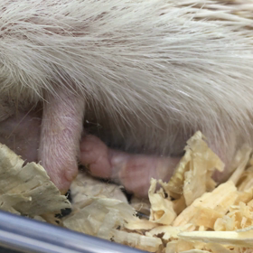 夢見るハリネズミの画像