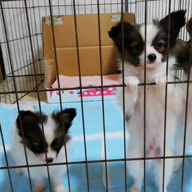 10月17日と19日生まれの子犬達の画像